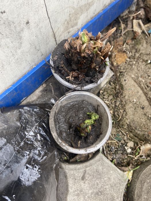 Папоротник   садовый.   Продам