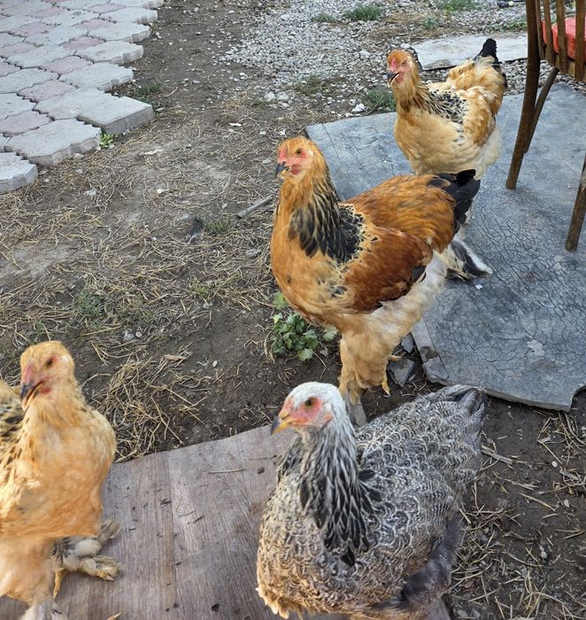 Продам полевую браму
