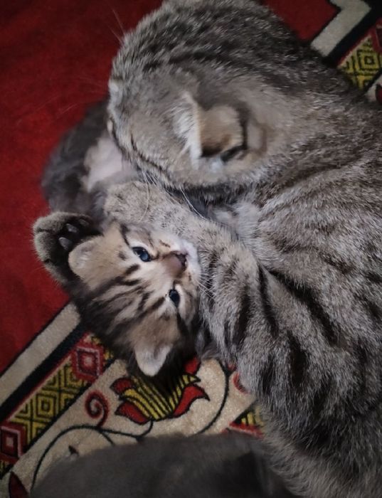 Придается котенки