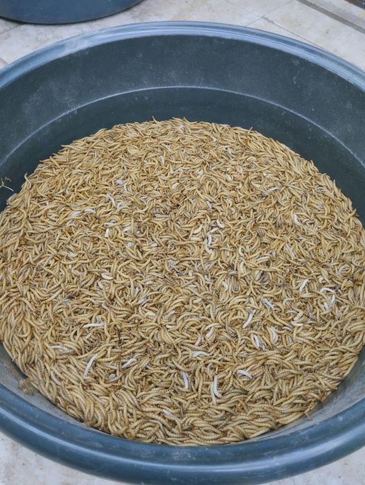 Мучные черви 10000 сум