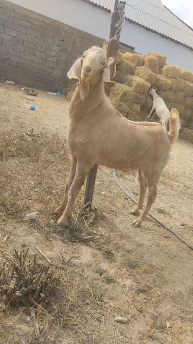 Теке 1.5 жасар казёл