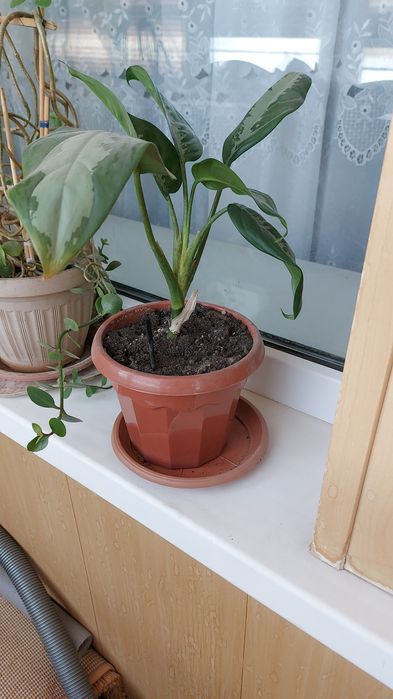 Продам домашний цветок