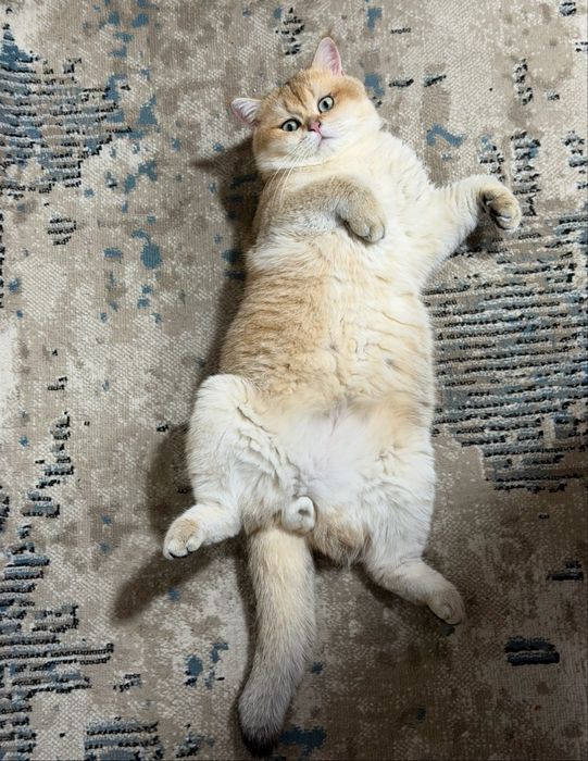 Золотой Британец