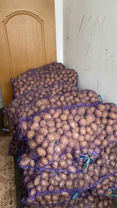 Картоп местный.