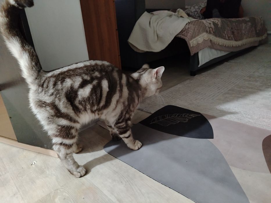 Кот британский  отдам в добрые руки