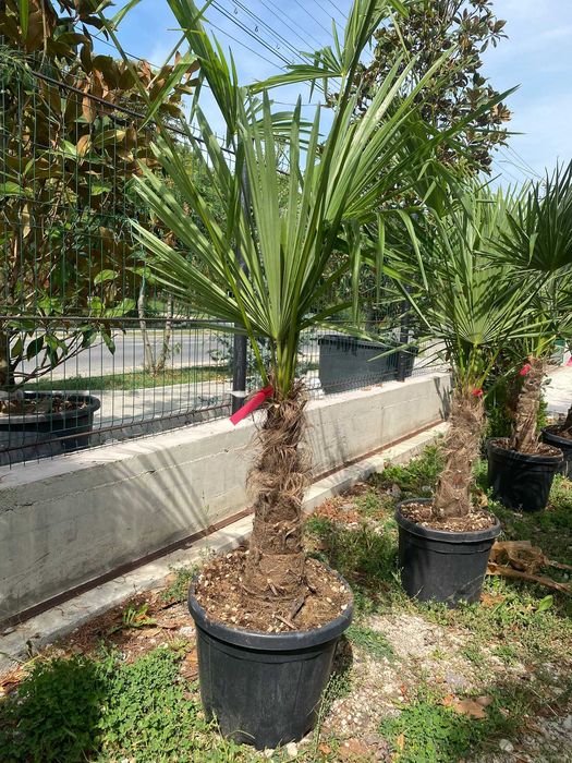 Plante ornamentale pentru spații comerciale