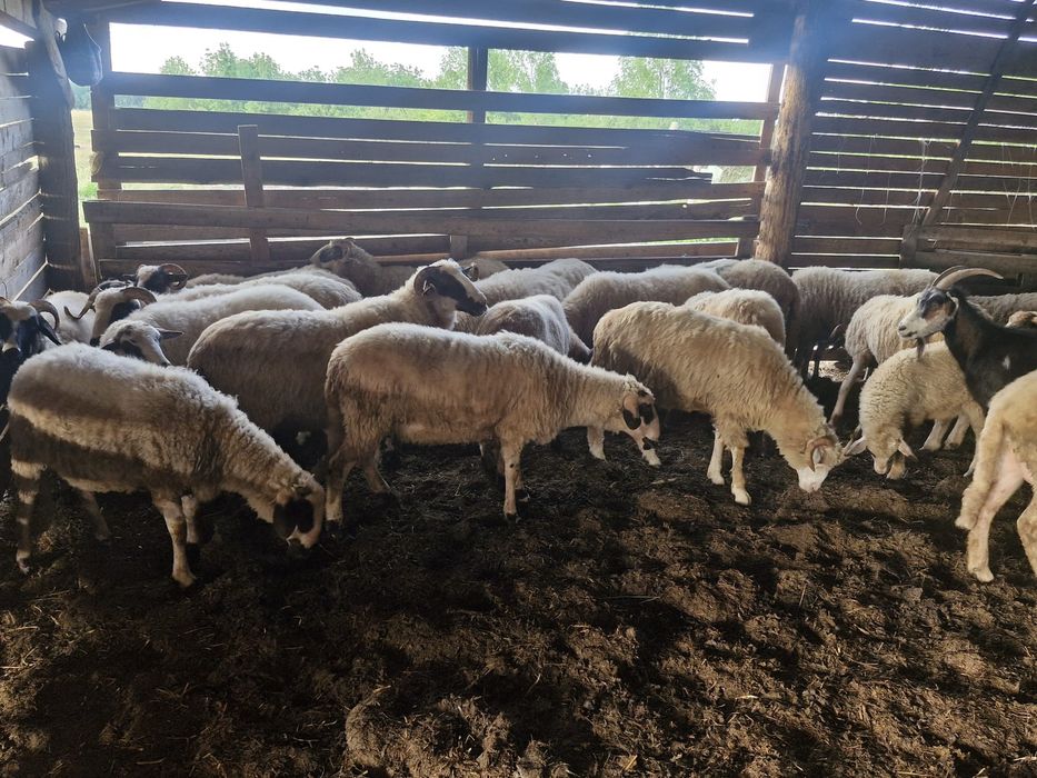 Vand 20 de ovine