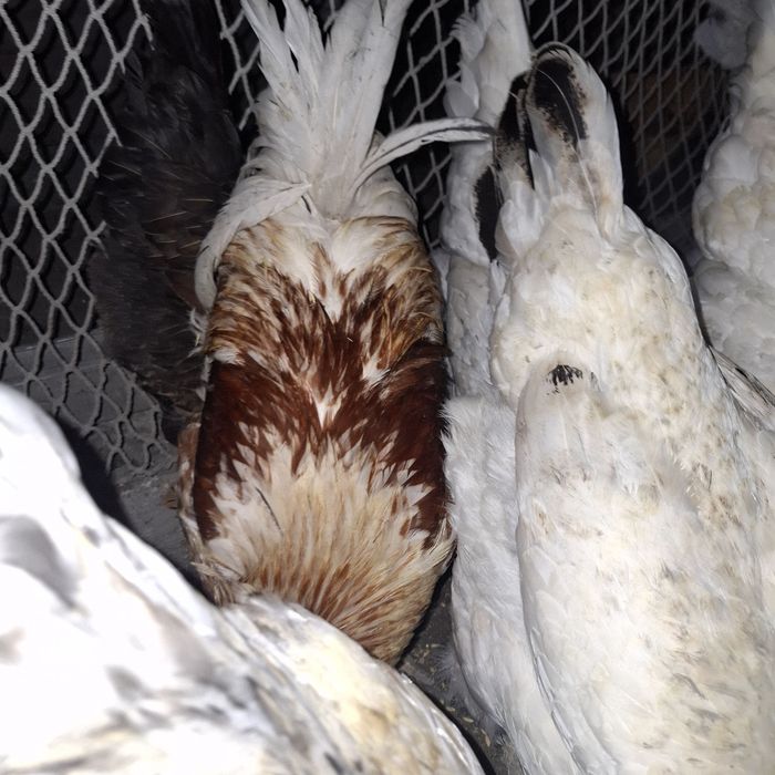 Продам петрушков