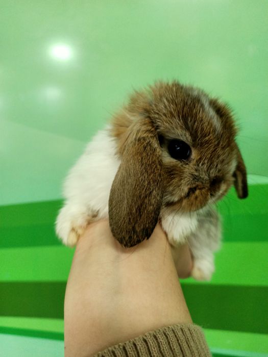 Карликовые кролики малыши
