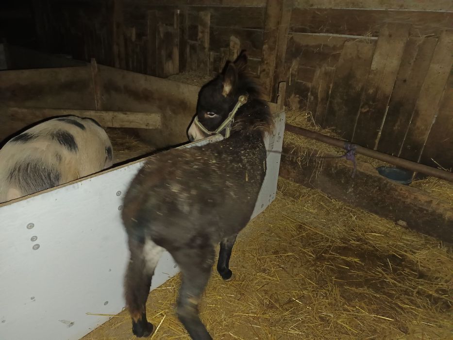 Vând un pui de măgar