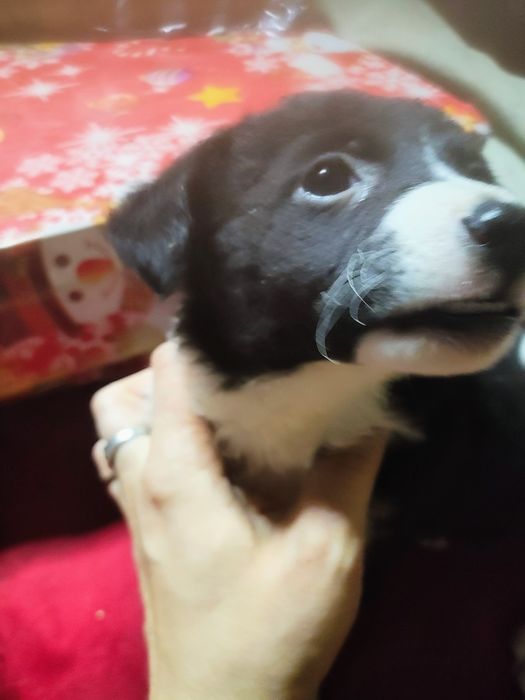 Подарявам кученце