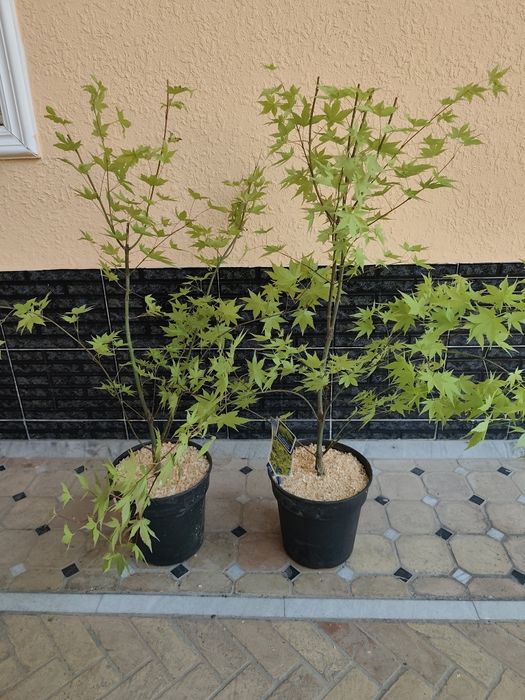 Кустарники для ландшафта