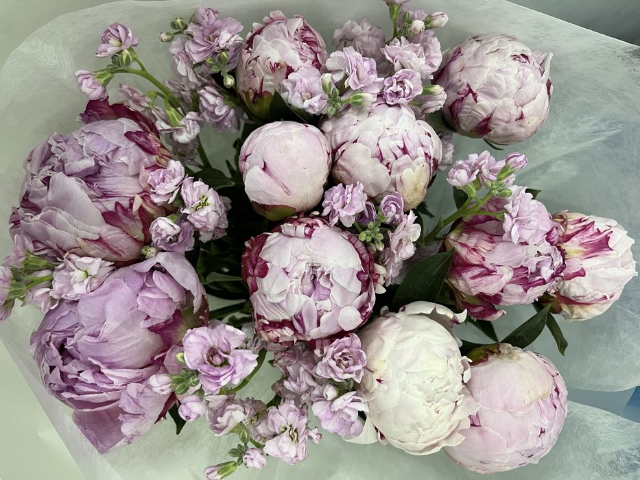 Свежий пионы красивый букет