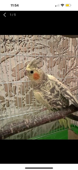 Карелла попугаи ручные