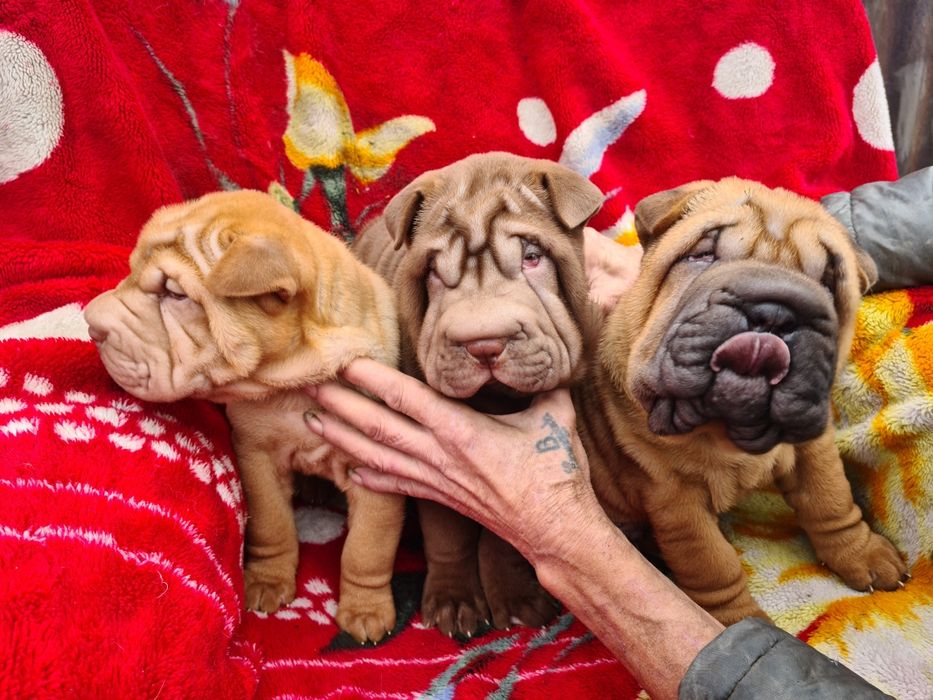 Очаровательные щенки шарпея.