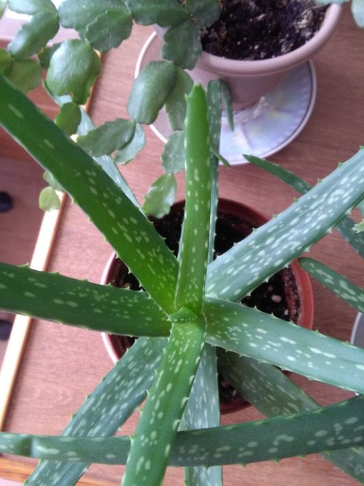 Алоэ  возраст 3 года