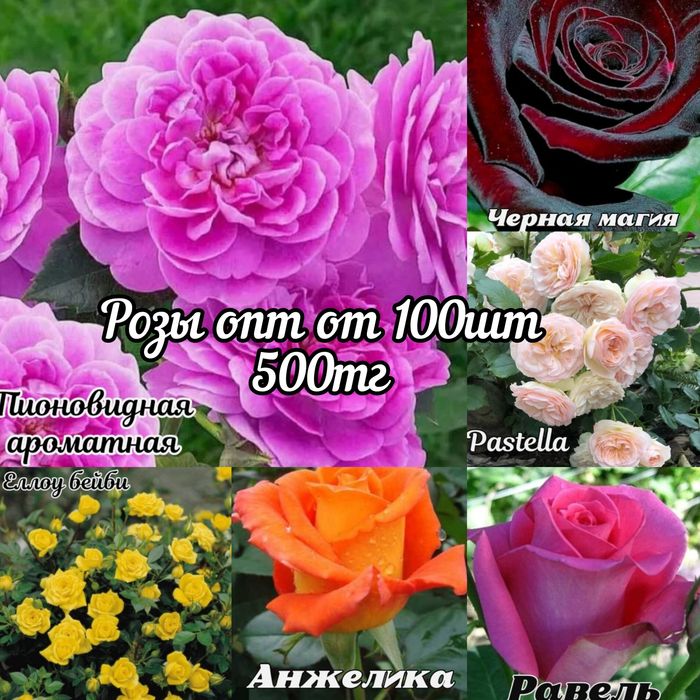 Саженцы роз оптом