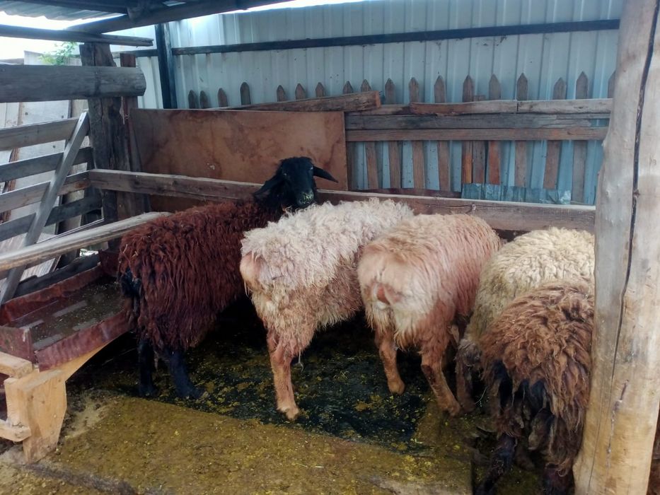 Семіз қой сатылады