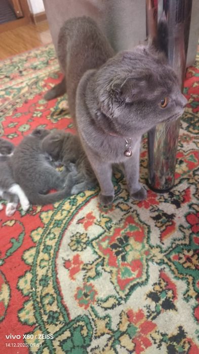 Продаётся котята 1,5 месяца