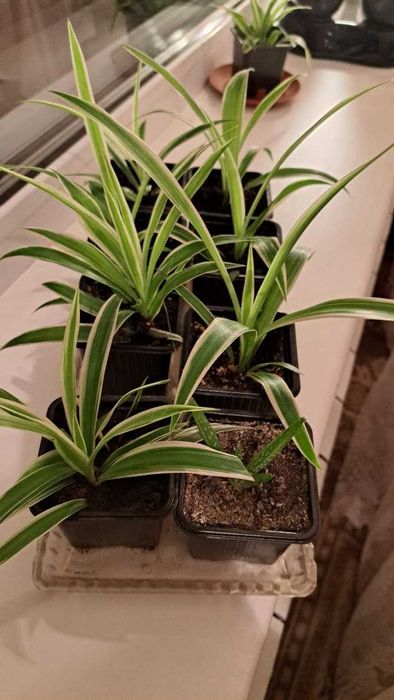 Продам хлорофитум хохлатый.