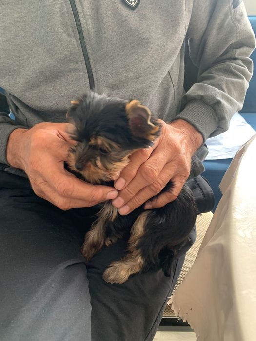 Секция като нова