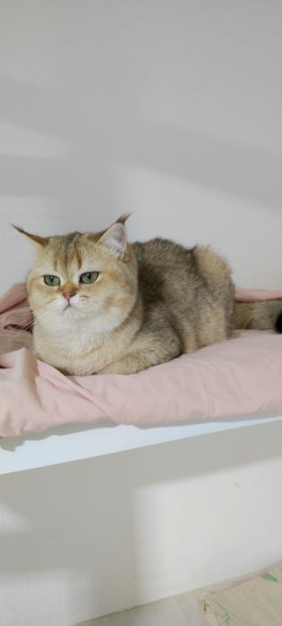 КотятТки БриТашкИ ЗолоТистЫе 9 мес