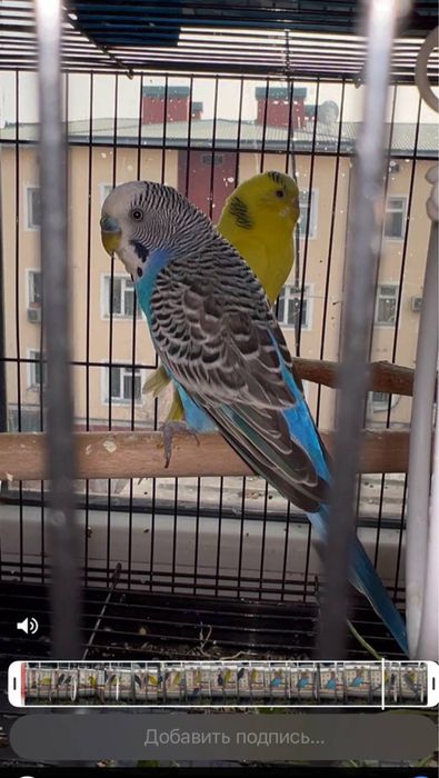 Папугай  продаются