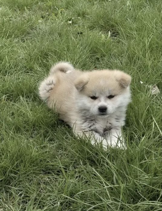 Akita inu japonez mascul