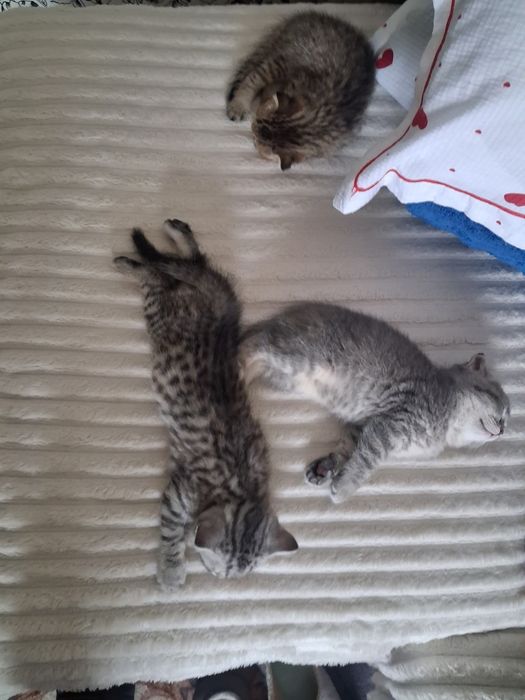 Котята готовы к переезду
