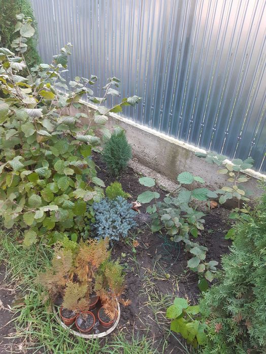 Vand tuia diferite marimi ,modele