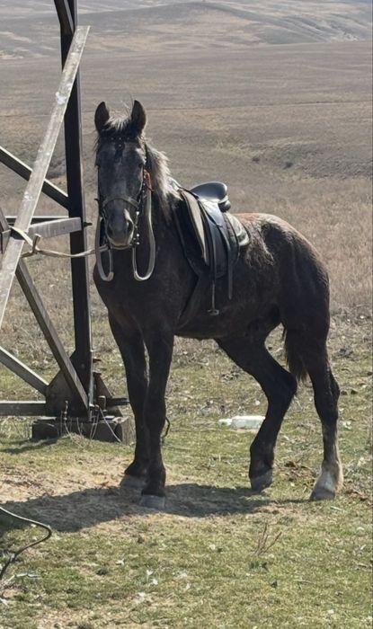 Продам жеребца/ айғыр