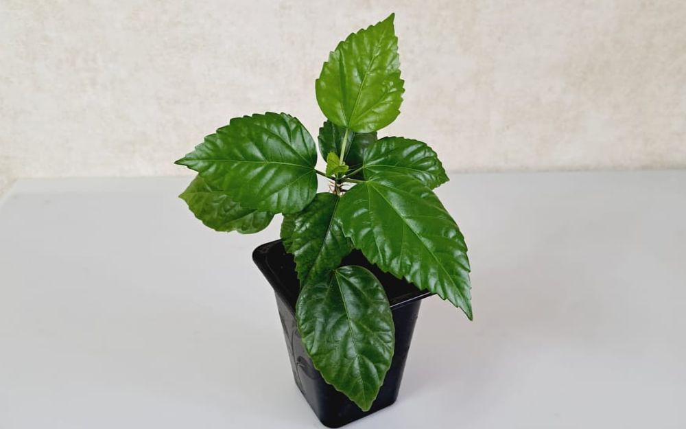 Гибискус  Гибискус