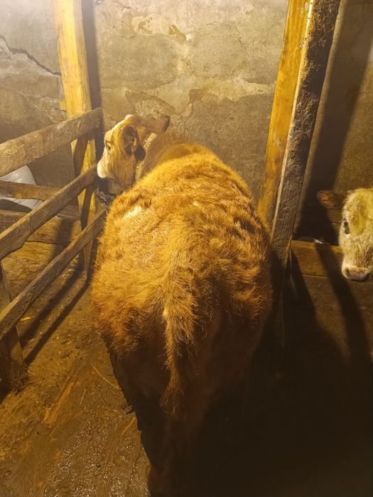 Продаю два бычка две телки