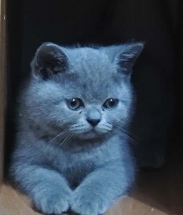 Продам котенка, девочка