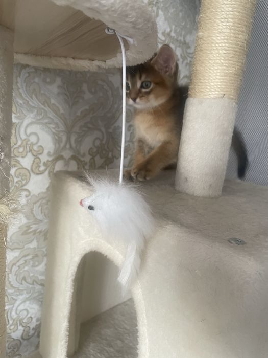 Продам абисинских котят