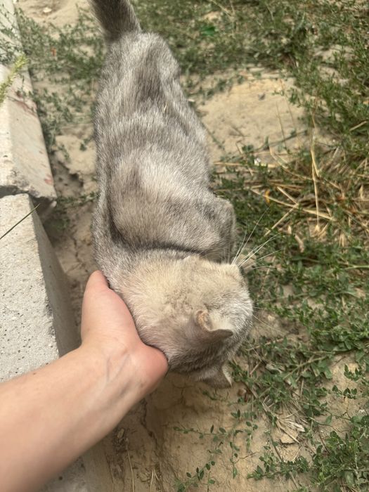 скоттиш страйт ласковая