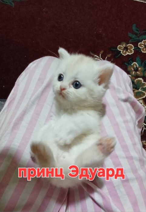 Котята Британский скоттиш страйт и скоттиш фолд