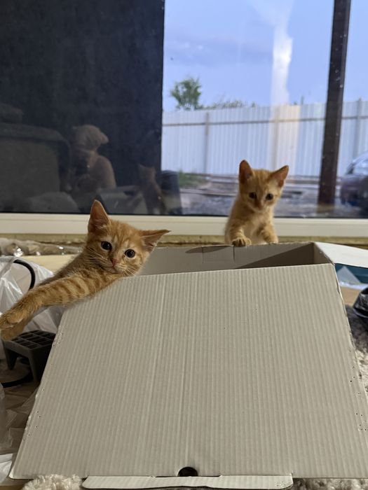 Котята ищут дом