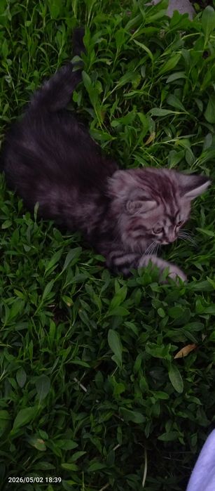 Полубританские котята