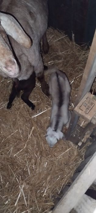 Vînd capra cu doua iedute