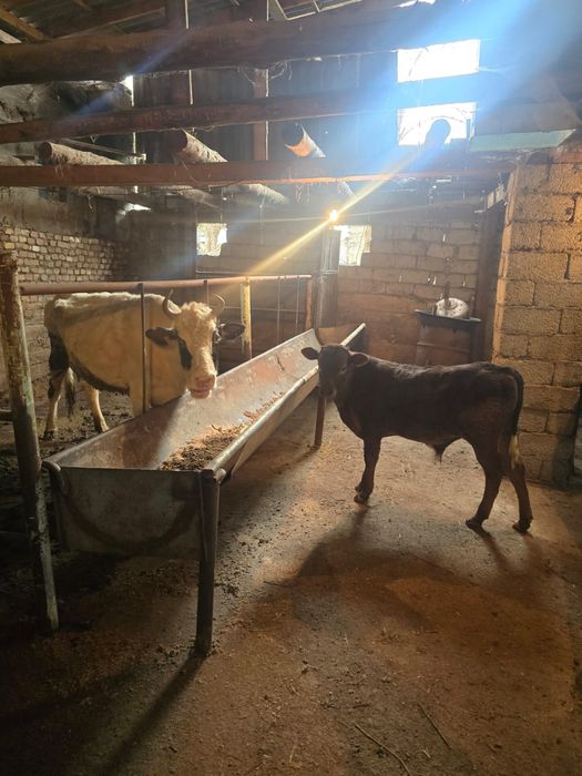 Бузаулы сиыр сатылады