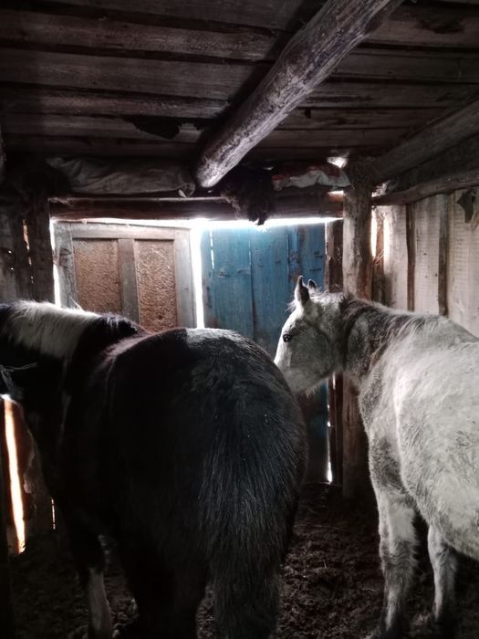 Қунандар сатылады