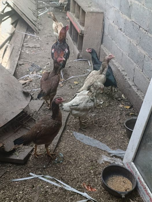 Даканы продаю только продажа