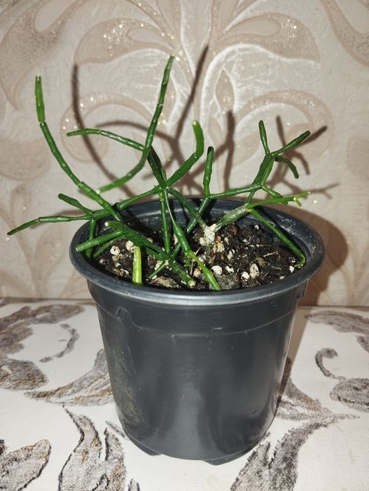 Хатиора продам не дорого