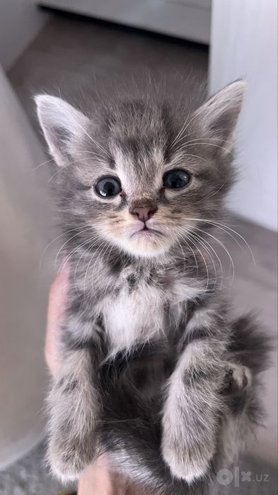Продается котенок
