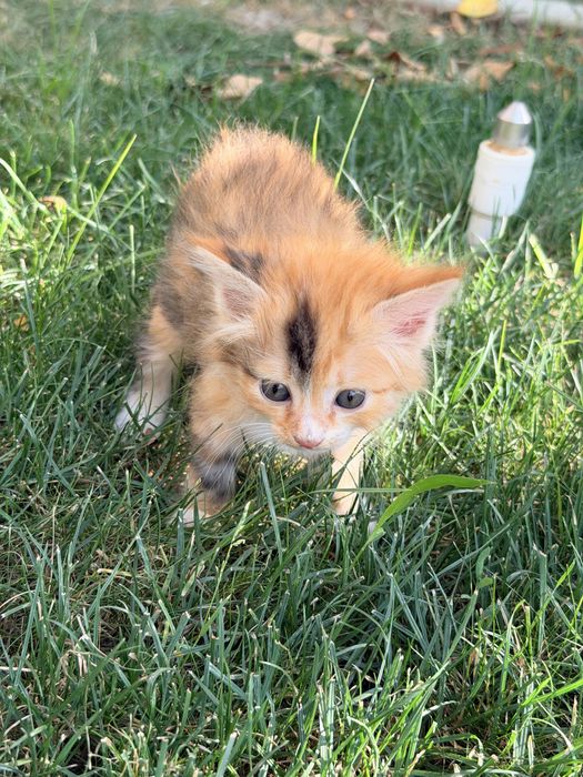 Котята в хорошие руки / Мушук болалари яхши кулларга