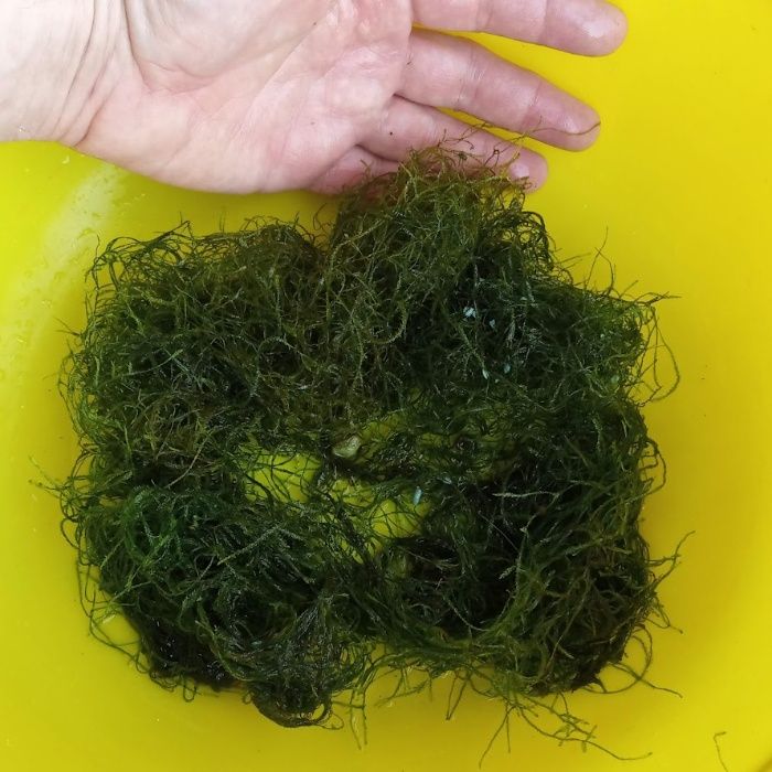 Водни растения за аквариуми