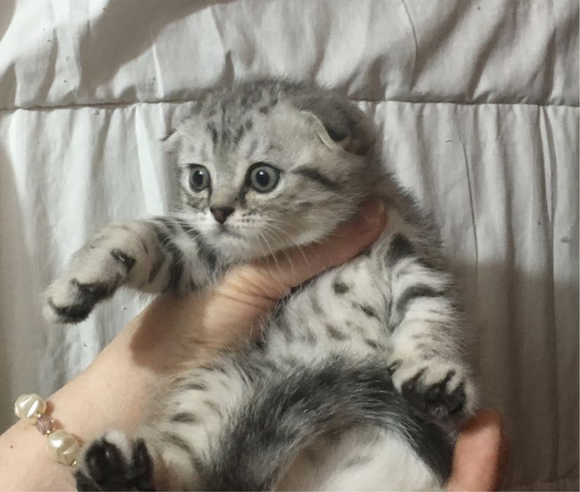 Шикарные плюшевые котята