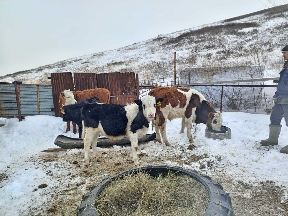 Телята четыре штуки.