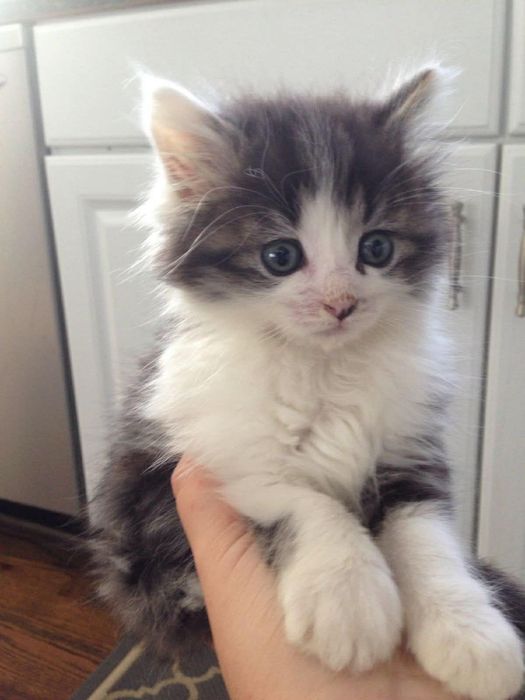 Maine Coon iubitor